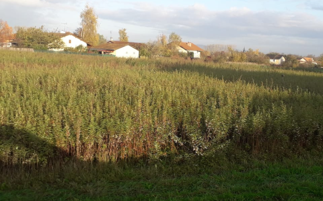 Terrains constructibles à Feillens